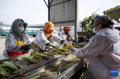 北大倉(cāng) 糧食產(chǎn)量連續(xù)15年全國(guó)居首 首次突破1600億斤